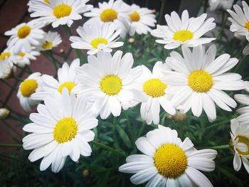 Close-up of white daisy flowers