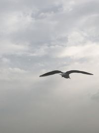 Low angle view of seagull flying in sky