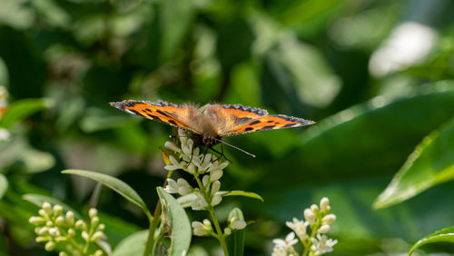 Close-up of butterfly pollinating on flower