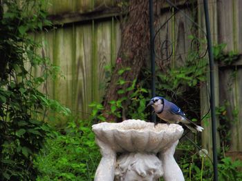 Bird perching on tree