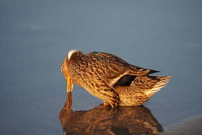 Close-up of bird