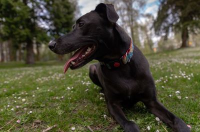 Black dog looking away on field