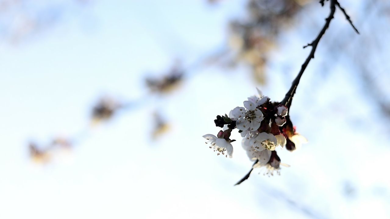 focus on foreground, close-up, selective focus, insect, branch, dry, nature, twig, day, tree, fragility, outdoors, leaf, no people, low angle view, beauty in nature, flower, growth, season, stem