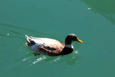 High angle view of duck swimming on lake