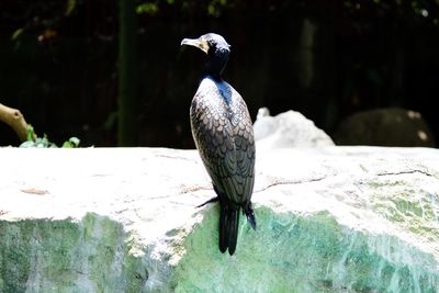 Close-up of bird perching on a tree