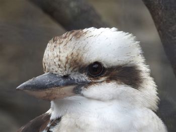 Close-up portrait of kookaburra 