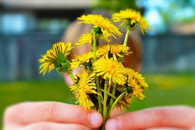 Cropped image of hand holding flower