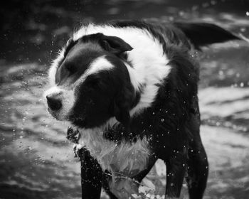 Close-up of dog shaking off water in lake