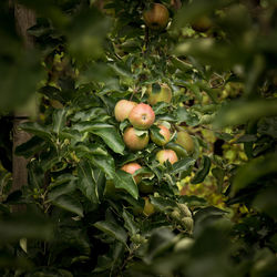 Close-up of fruits growing on tree