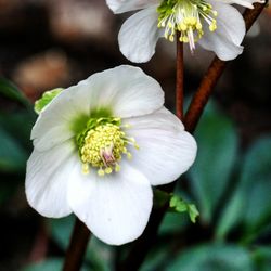 Close-up of white flowering plant