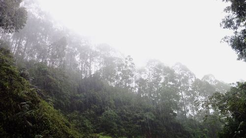 Trees in forest against sky