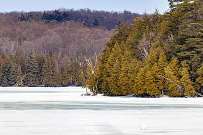 Trees and plants on snow covered land