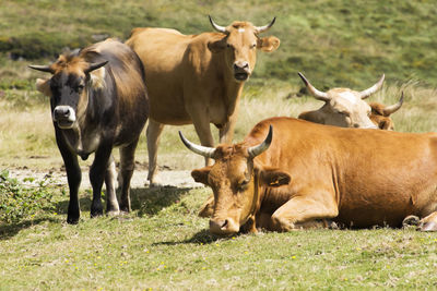 Cows standing in a farm