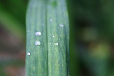 Close-up of plant