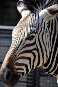 Close-up portrait of zebra