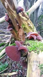 Close-up of plant growing on tree trunk