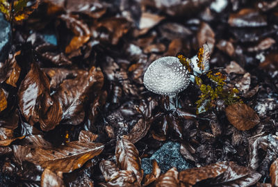 Close-up of mushroom growing on field