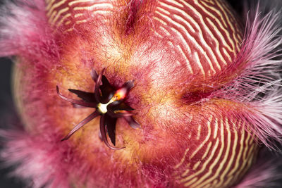 Macro shot of flower