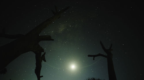 Low angle view of silhouette tree against sky at night