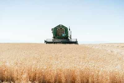 Heavy combine machine collecting wheat in dry field in countryside in harvest season