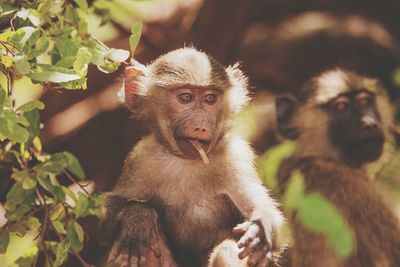 Close-up portrait of monkey