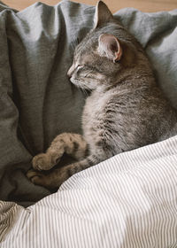Cat sleeping on bed