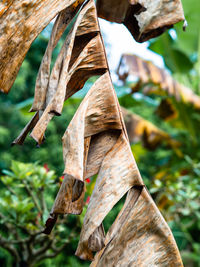 Low angle view of dried leaf on tree