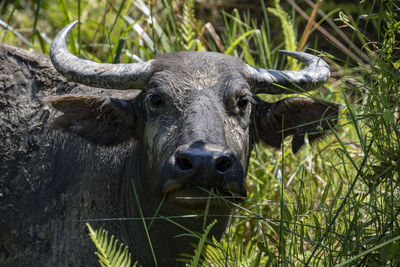 Portrait of an animal