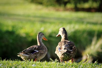 Bird on grassy field