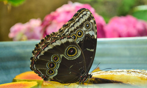 Close-up of butterfly on leaf