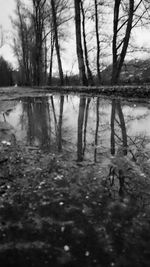 Reflection of trees in lake