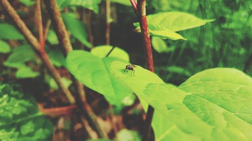 Close-up of insect on plant