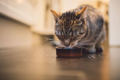 Close-up of cat drinking milk on floor at home