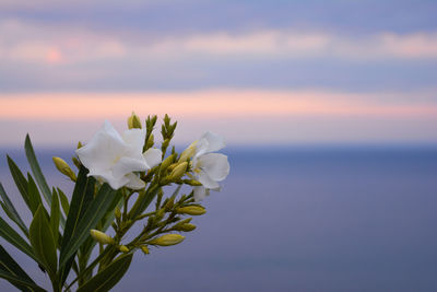 Close-up of white flowers blooming against sky