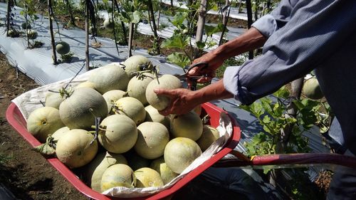 Man holding fruits