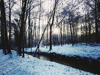 Bare trees in forest during winter