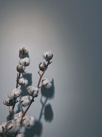 Close-up of white flowering plant against sky