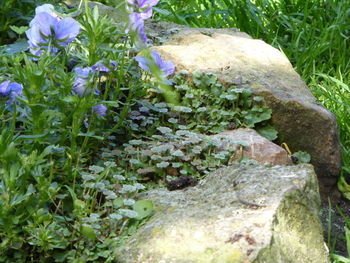 Close-up of plants