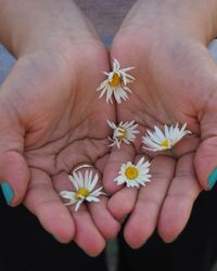 Cropped hands holding flowers