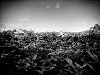 Plants and trees against sky