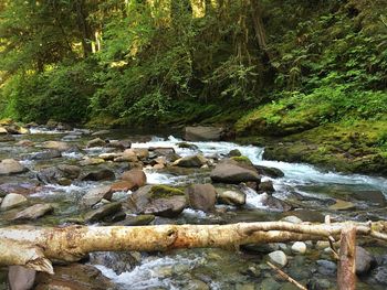 River flowing through forest