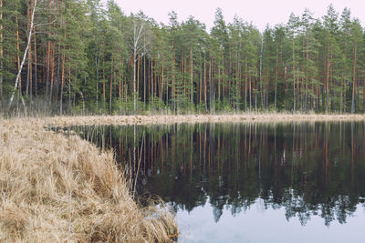 Scenic view of lake in forest