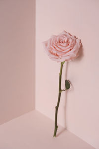 Close-up of pink rose in vase against wall