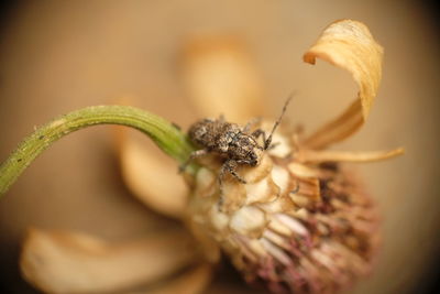 Close-up of beetle in zinnia flower.