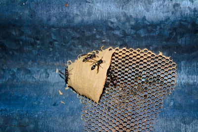 A pair of wasps standing guard on their honeycomb.