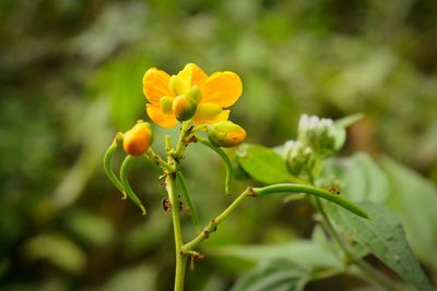 Close-up of yellow flowers blooming outdoors