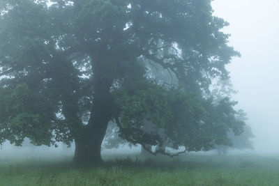 Trees on field against sky