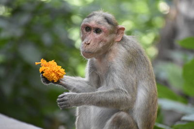 Close-up of squirrel eating on plant