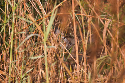 Full frame shot of an animal on grass