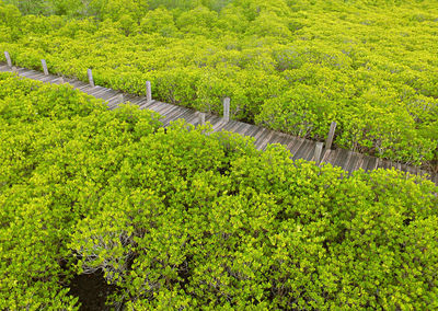 Aerial view of wooden boardwalk among the spurred mangrove forest in rayong, thailand by drone